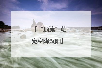 “顶流”萌宠空降汉阳