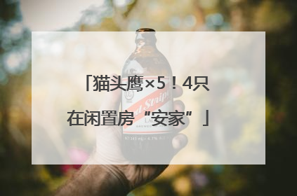 猫头鹰×5！4只在闲置房“安家”