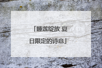 睡莲绽放 夏日限定的诗意