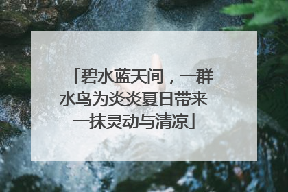 碧水蓝天间，一群水鸟为炎炎夏日带来一抹灵动与清凉