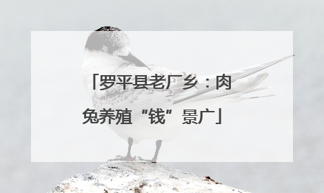 罗平县老厂乡：肉兔养殖“钱”景广