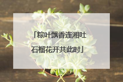 粽叶飘香连湘吐 石榴花开共此时