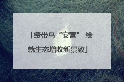 绶带鸟“安营” 绘就生态增收新景致