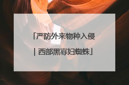 严防外来物种入侵｜西部黑寡妇蜘蛛