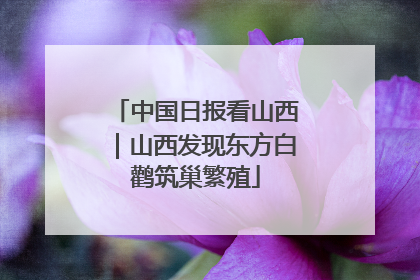 中国日报看山西｜山西发现东方白鹳筑巢繁殖