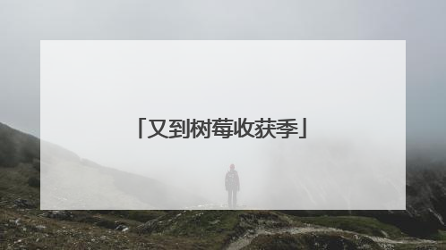 又到树莓收获季