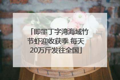 即墨丁字湾海域竹节虾迎收获季 每天20万斤发往全国