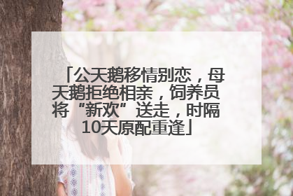 公天鹅移情别恋，母天鹅拒绝相亲，饲养员将“新欢”送走，时隔10天原配重逢