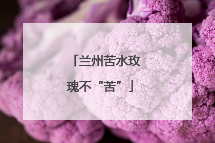 兰州苦水玫瑰不“苦”