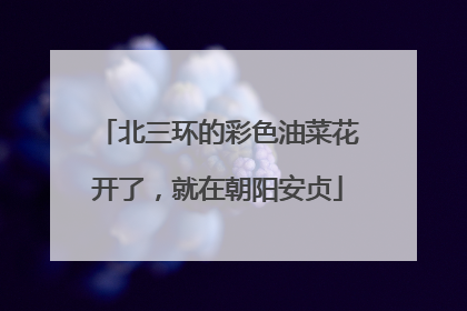 北三环的彩色油菜花开了，就在朝阳安贞