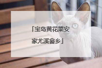 宝岛黄花菜安家尤溪畲乡