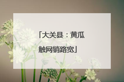 大关县：黄瓜触网销路宽