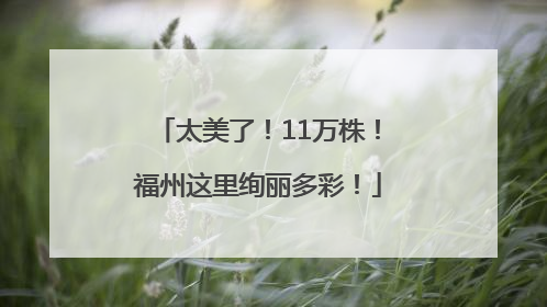 太美了！11万株！福州这里绚丽多彩！