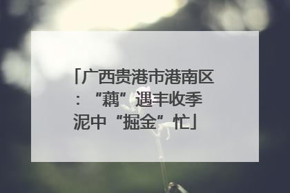 广西贵港市港南区：“藕”遇丰收季 泥中“掘金”忙