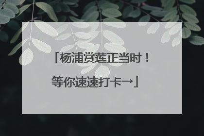 杨浦赏莲正当时！等你速速打卡→