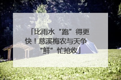 比雨水“跑”得更快！慈溪梅农与天争“鲜”忙抢收