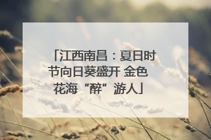 江西南昌：夏日时节向日葵盛开 金色花海“醉”游人