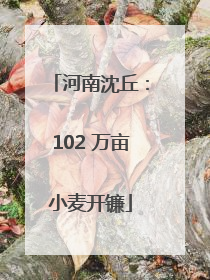 河南沈丘：102 万亩小麦开镰