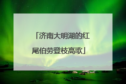 济南大明湖的红尾伯劳登枝高歌