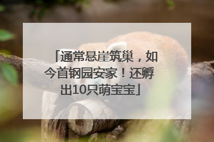 通常悬崖筑巢，如今首钢园安家！还孵出10只萌宝宝