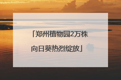 郑州植物园2万株向日葵热烈绽放