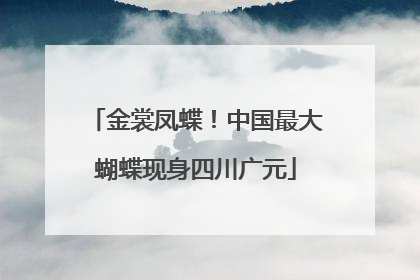 金裳凤蝶！中国最大蝴蝶现身四川广元