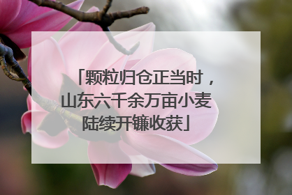 颗粒归仓正当时，山东六千余万亩小麦陆续开镰收获