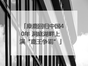 麋鹿回归中国40年 洞庭湖畔上演“鹿王争霸”